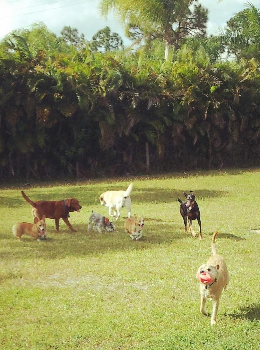 Friends of Fur Pet Care