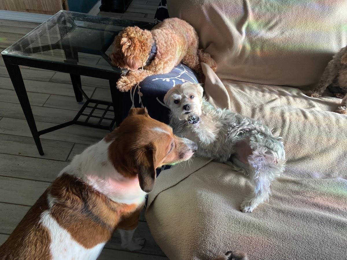 Where Pets are Family - Small Dogs (under 20lb) Boarding & Daycare