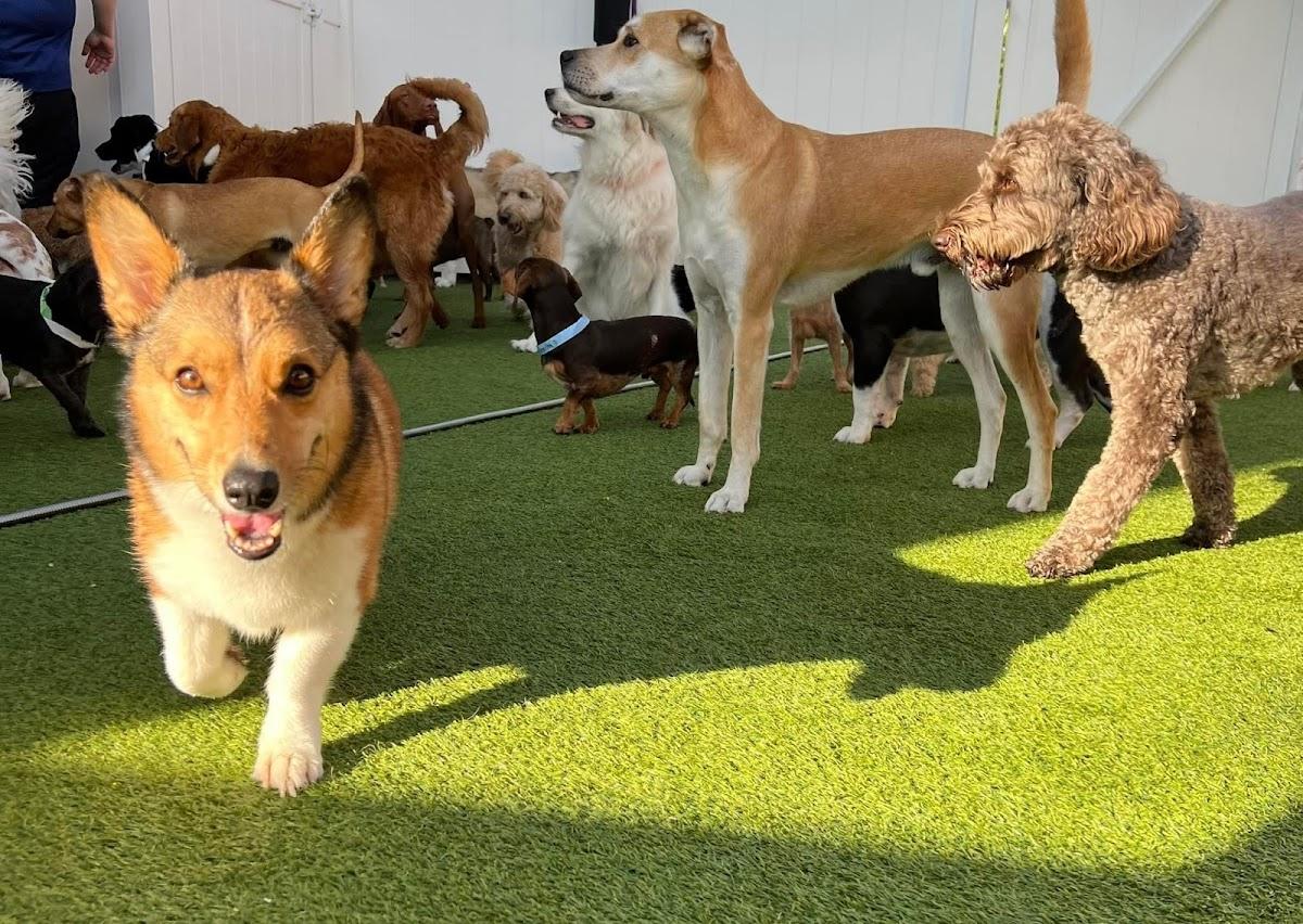 DogsWorld Resort