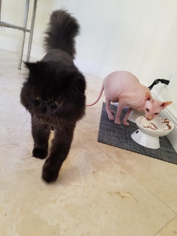 Aja Pet Service photo 1