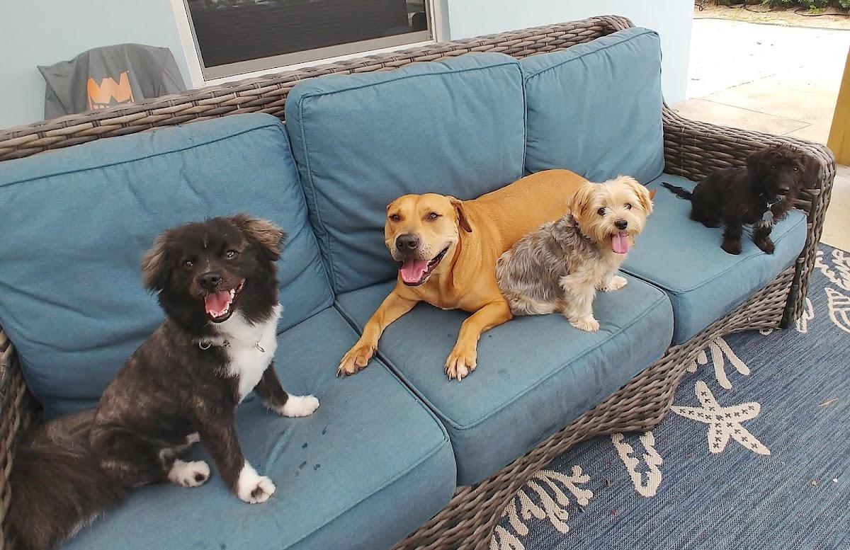 Happy Hounds and Homes