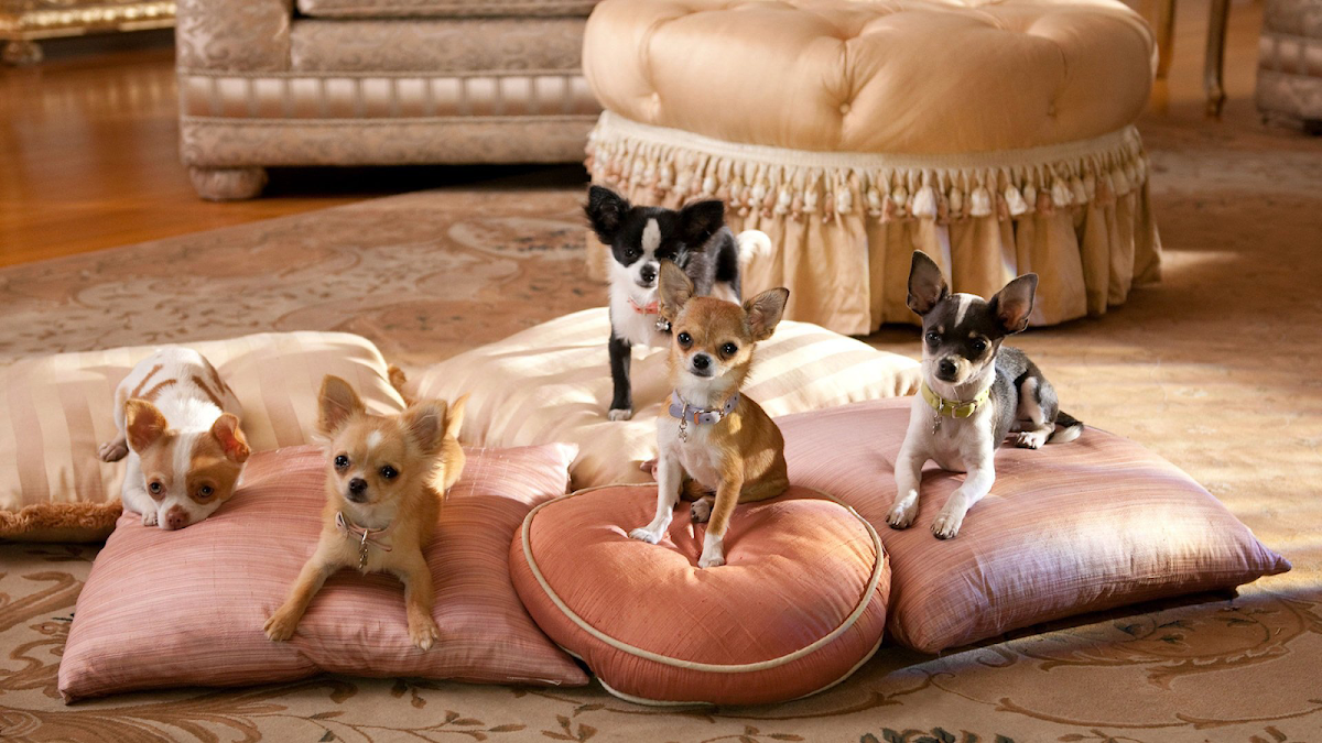 Royalty Pets