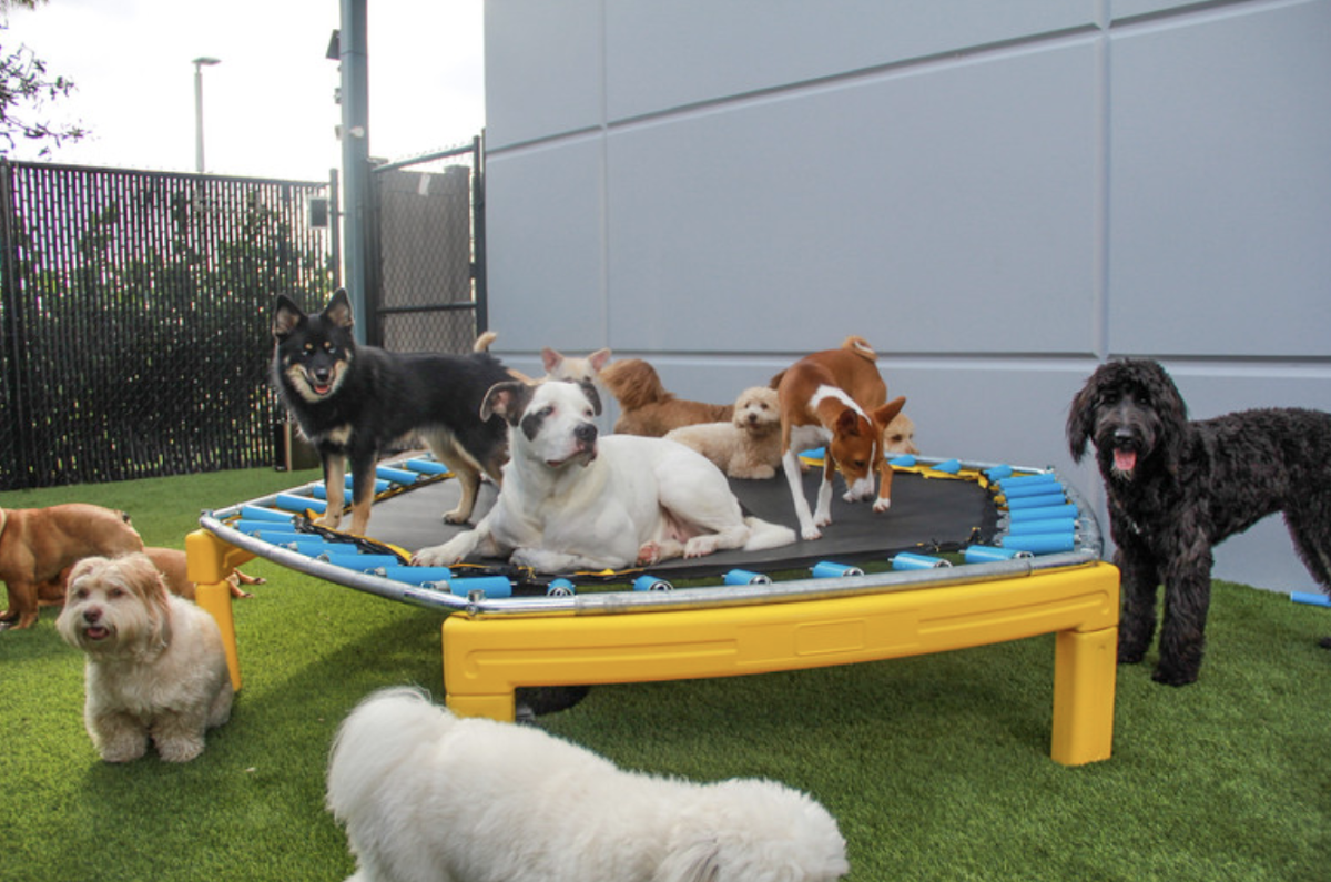 Beach Dog Daycare photo 1
