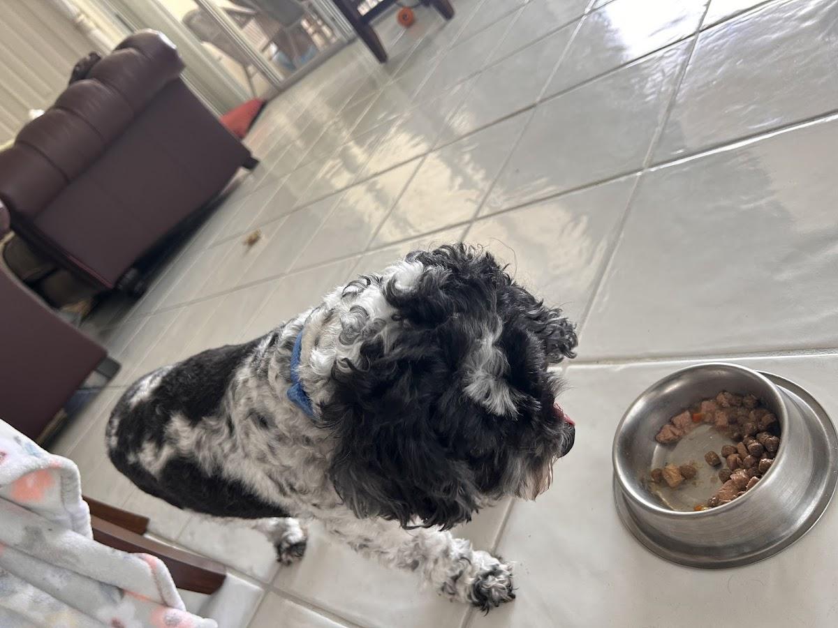 Pet Nannie by Jackie