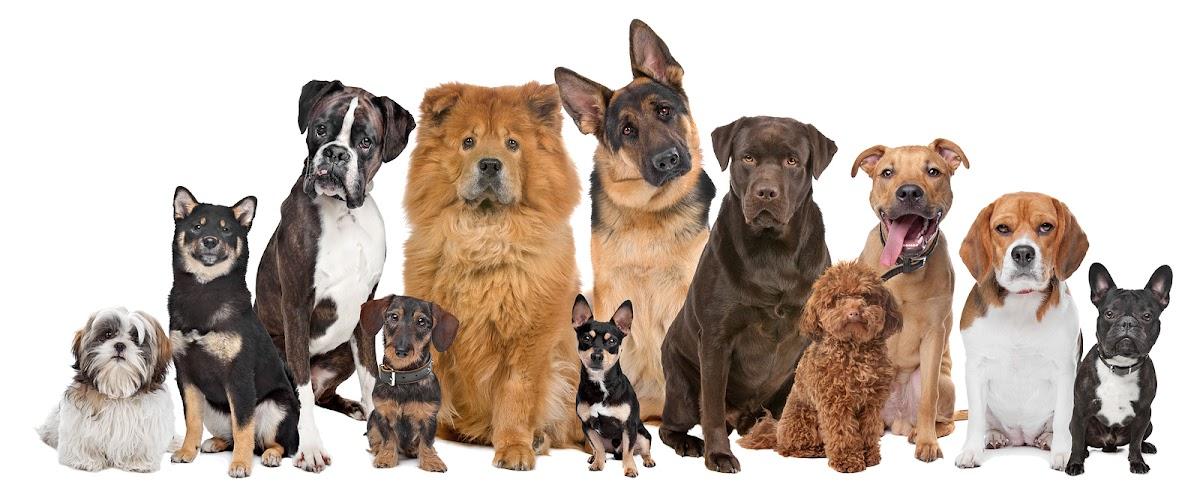 Wet Paws Dog Grooming photo 1