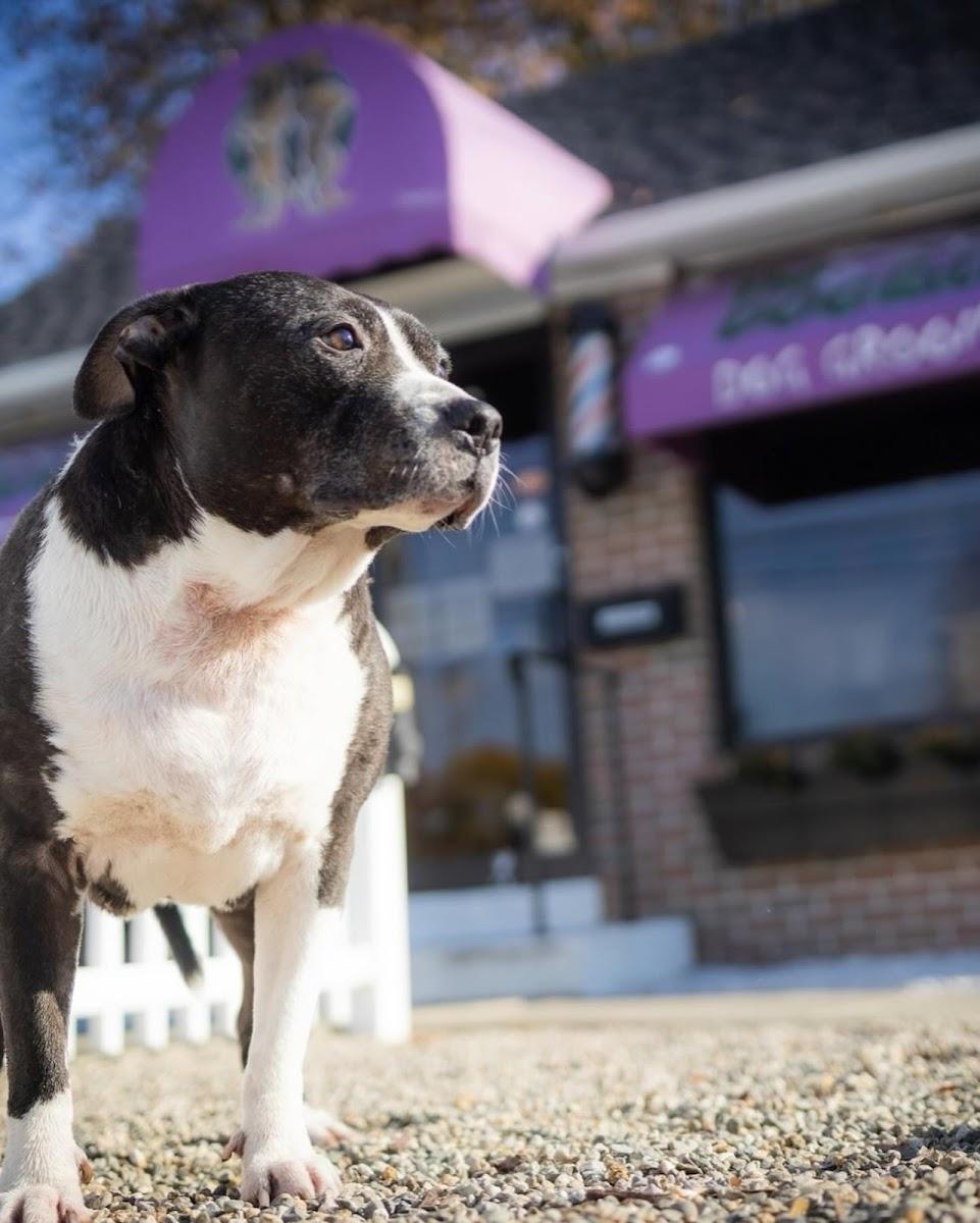 Dogfather Grooming Fairfield