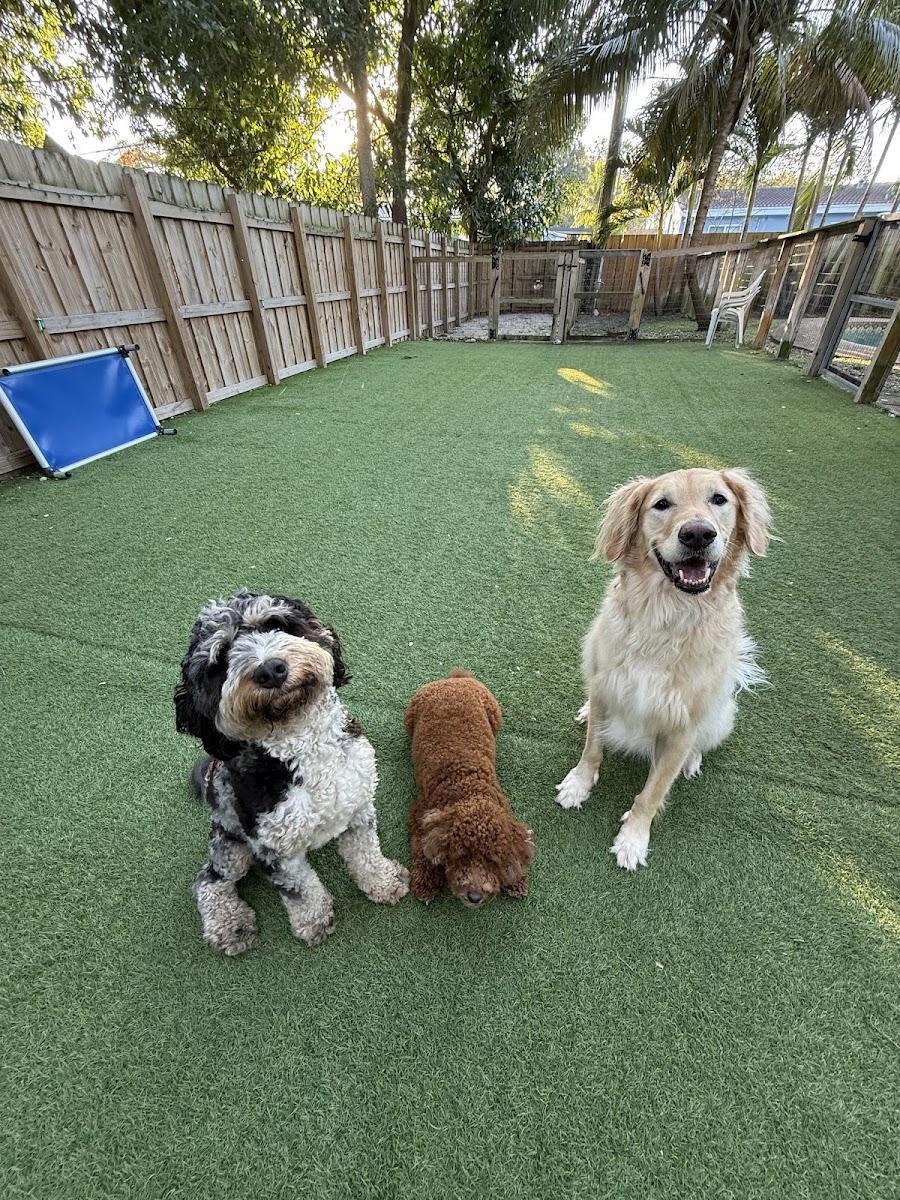 Pawpano Beach Dog Training