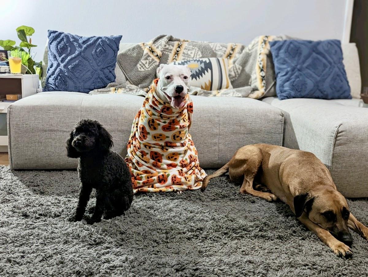 Wags and Whiskers Pet Visits