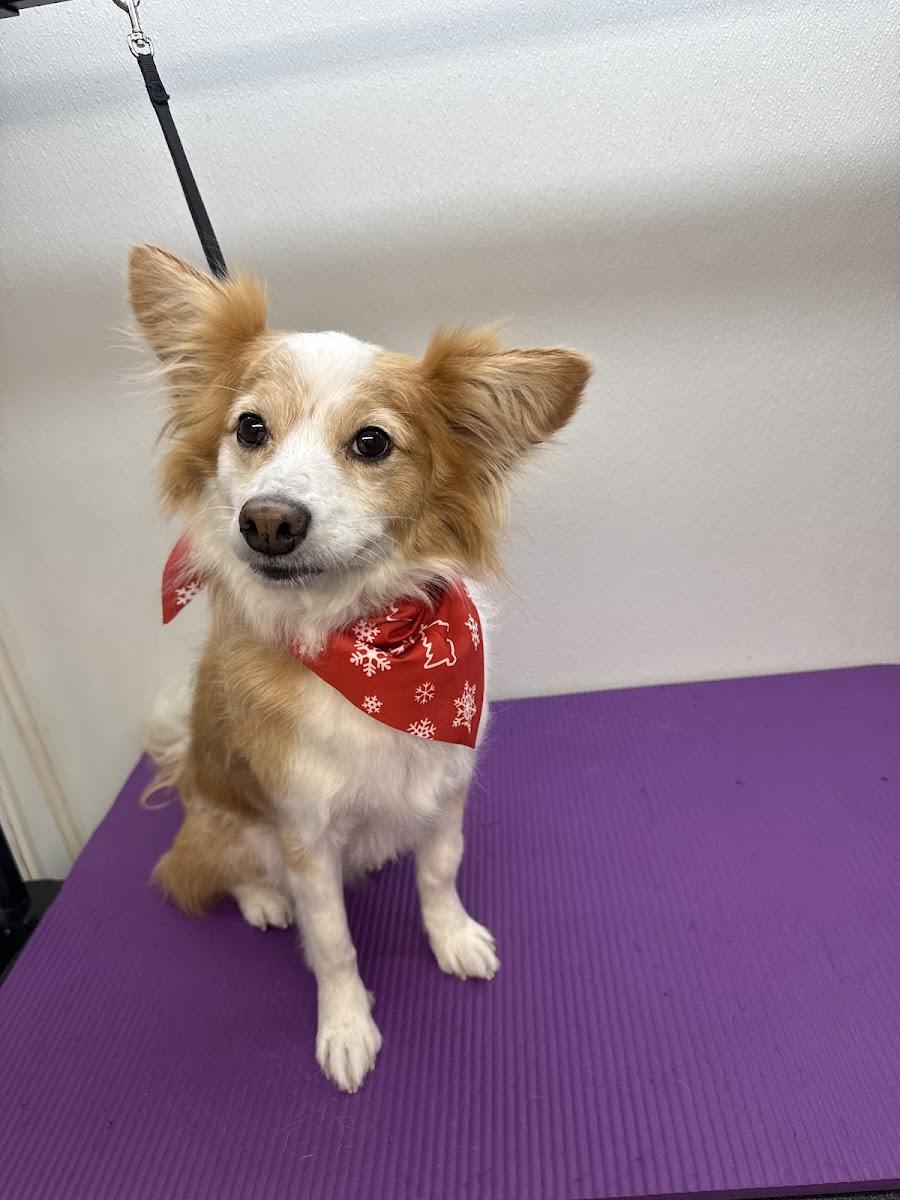 Puptown Mobile Grooming