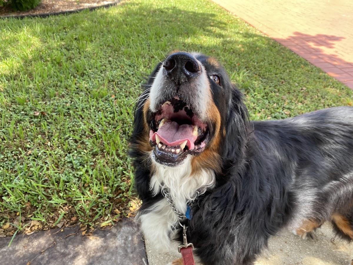 Grateful Companion Pet Care.