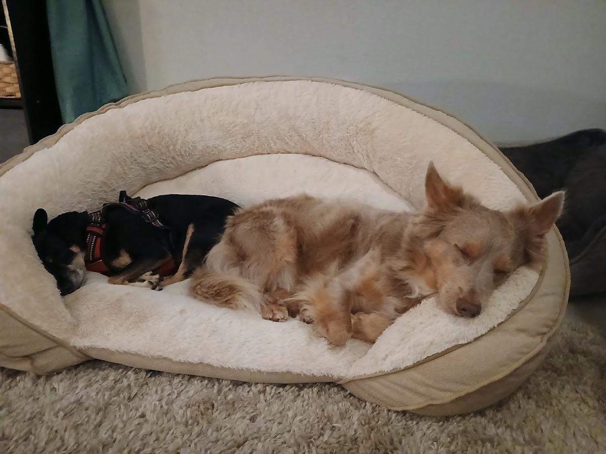 1Love 4Paws Pet Care photo 1