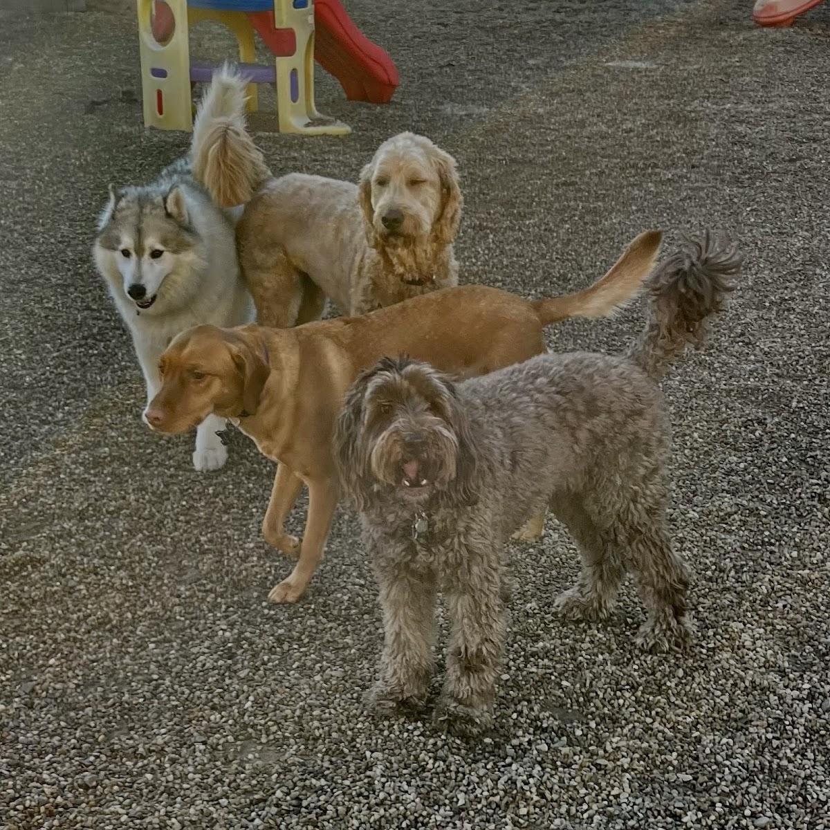 Dawg On It Doggie Daycare photo 1