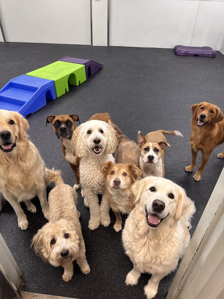 Loving Paws Daycare & Boarding