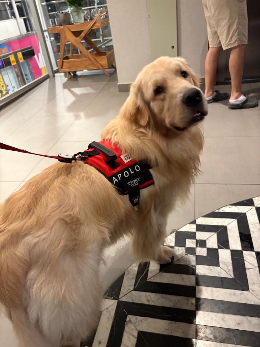 Doctor Travel Pets