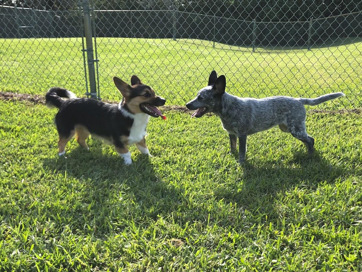 Palm Beach Pet Hotel & Spa