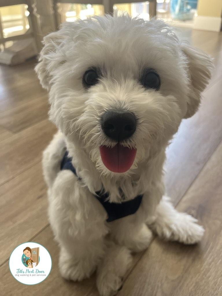 Jill's Next Door Dog Walking & Pet Services, LLC