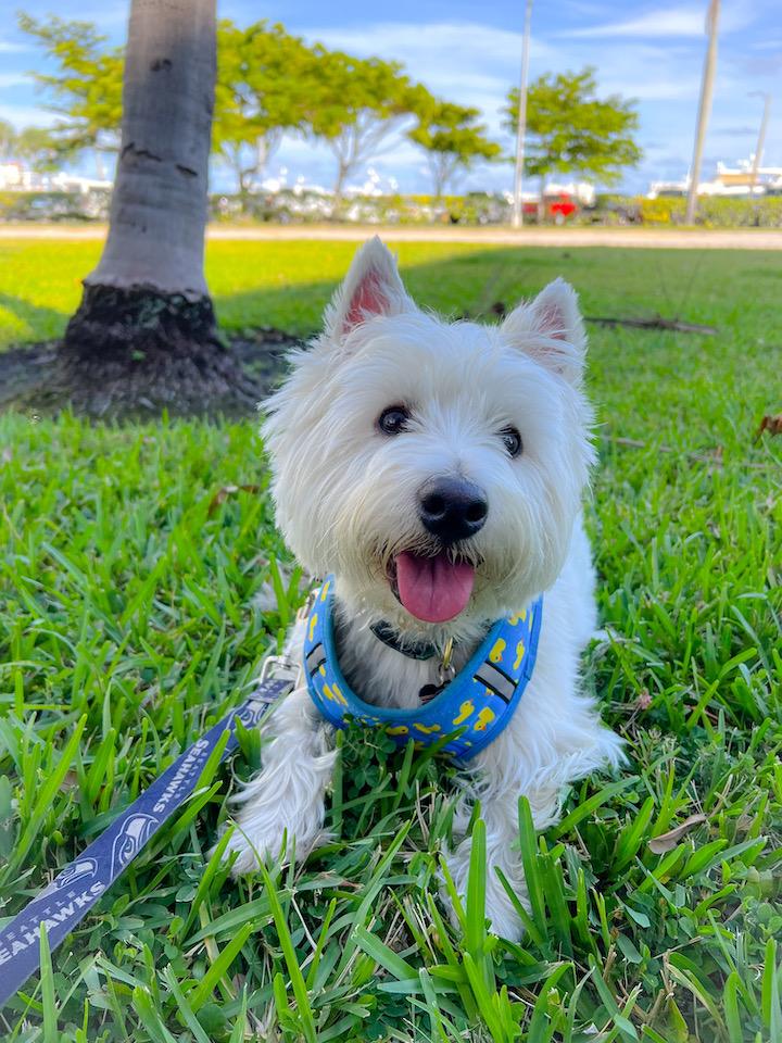 A Paw Ahead | Dog Walking, Pet sitting, Pet Care
