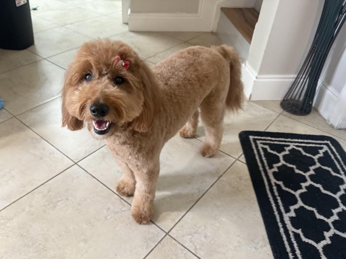Auggie's Pet Spa by Lisa