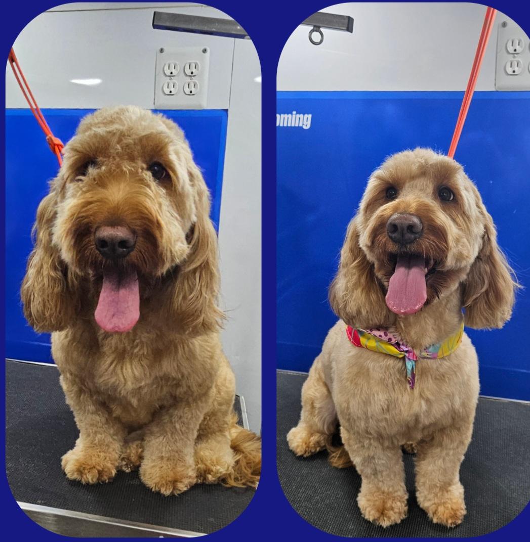 Kayser Pet Grooming