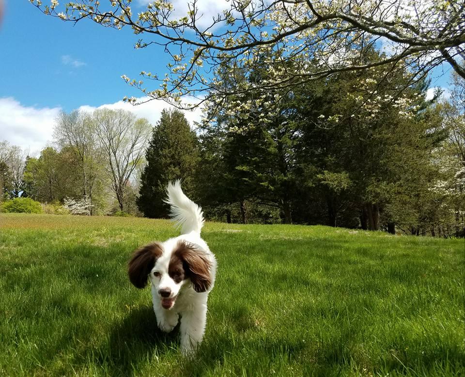 Greenfield Hill Dog Grooming photo 1