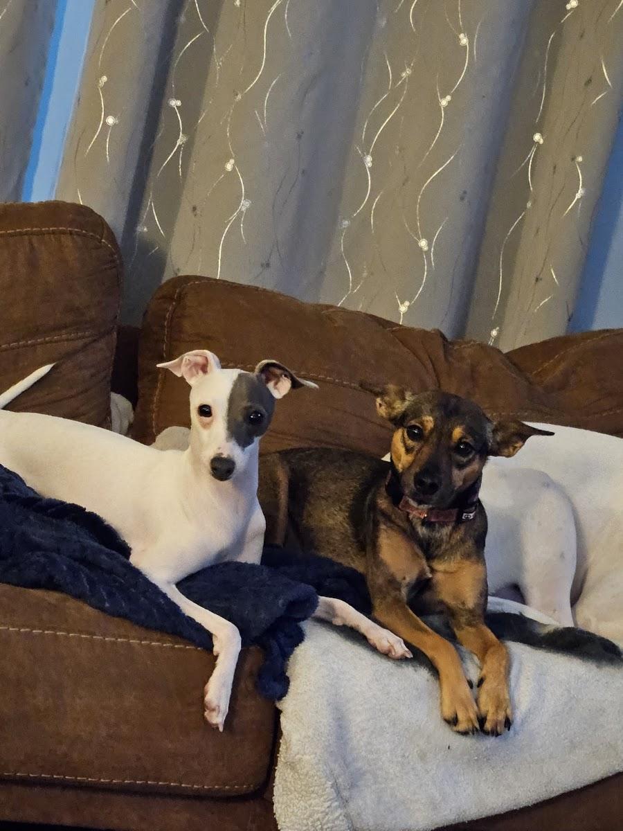 Wise Dogs & Paws LLC