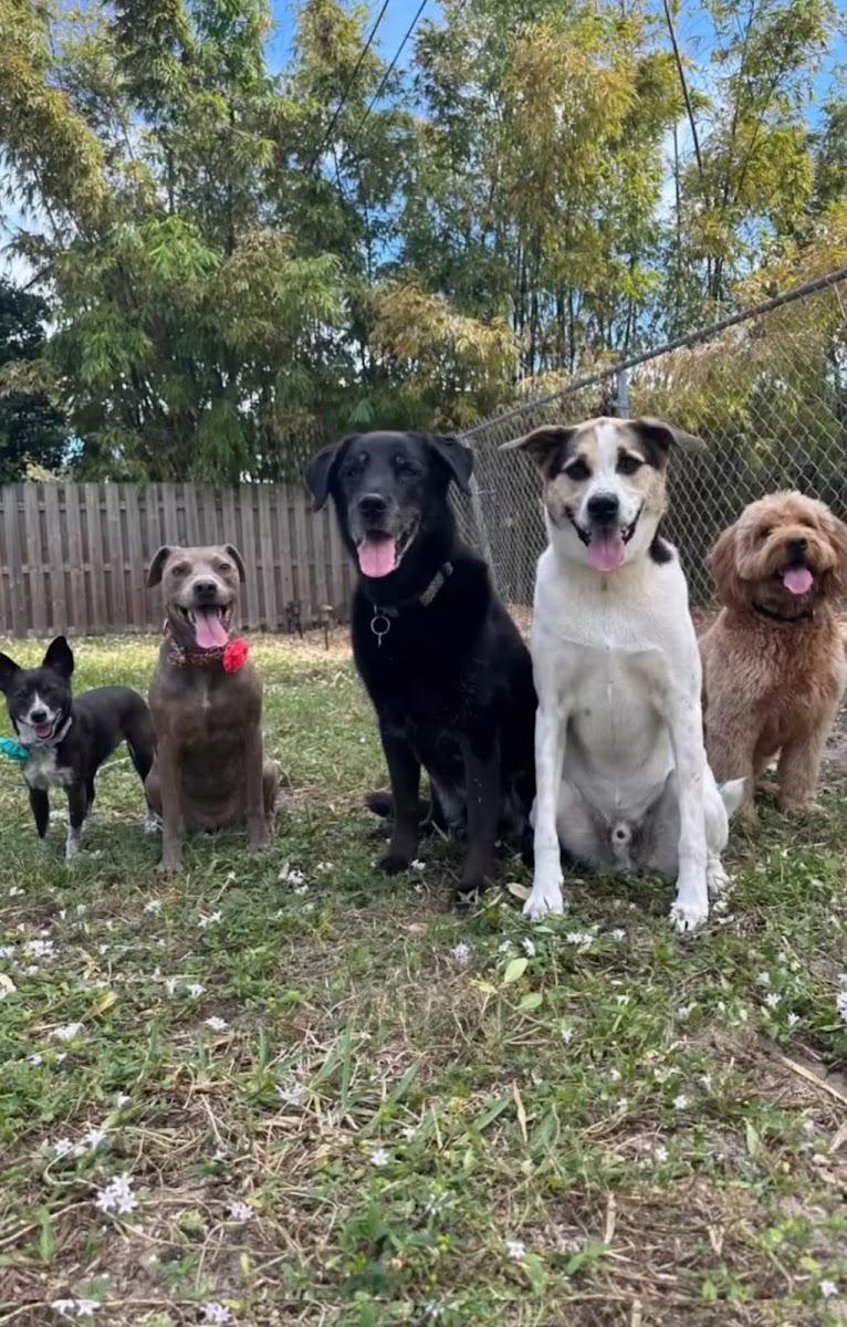 Liz Pet Sitting Services