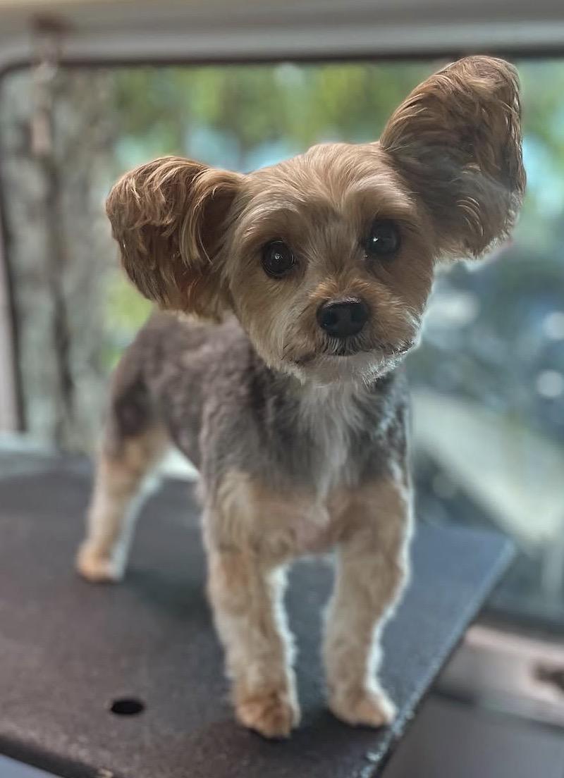 Supernova’s Grooming & Pet sitting 365