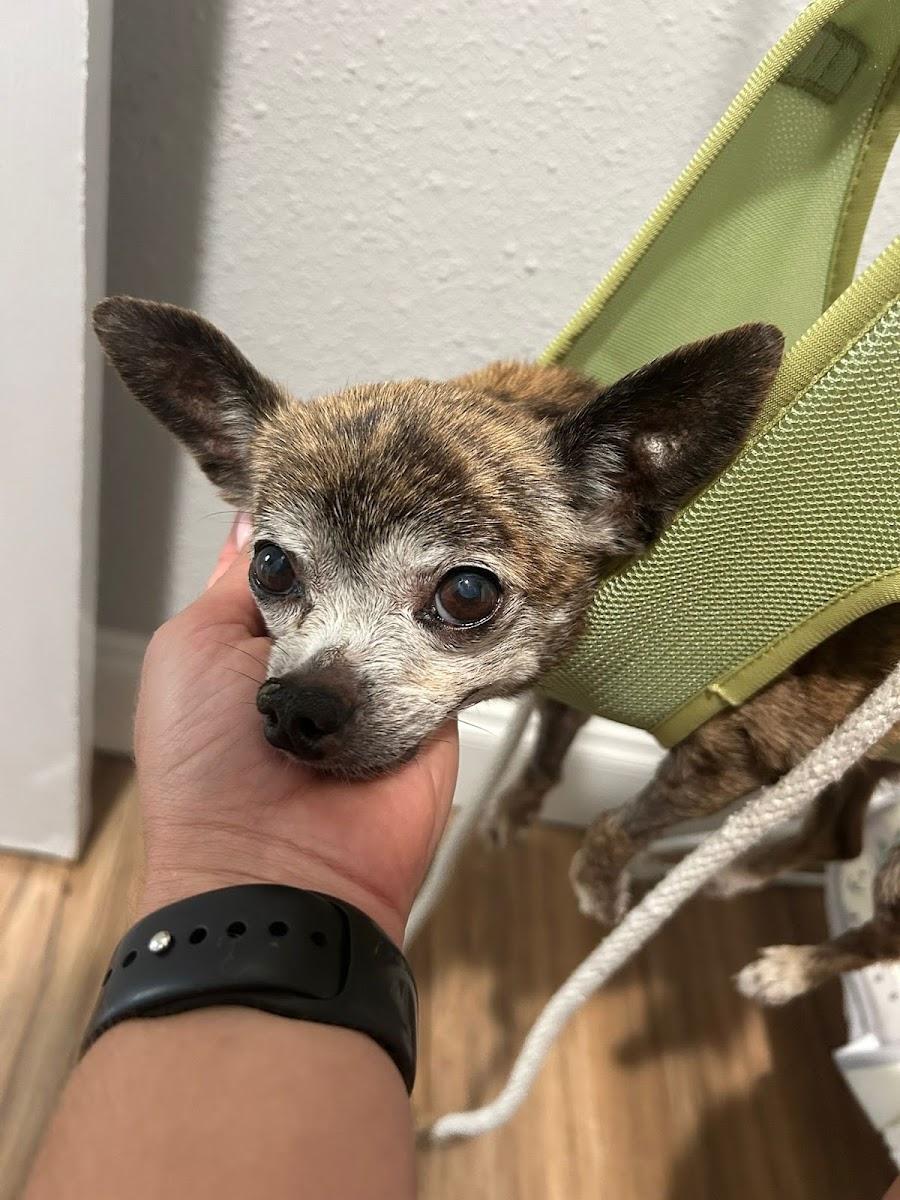 Taylor Pet Sitting LLC