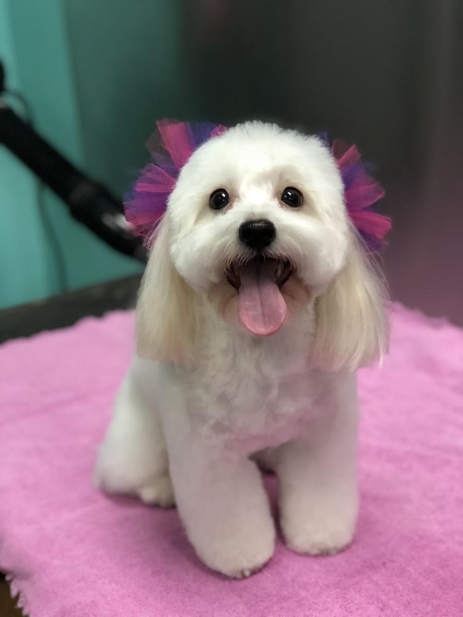 Pet Styles by Sharon