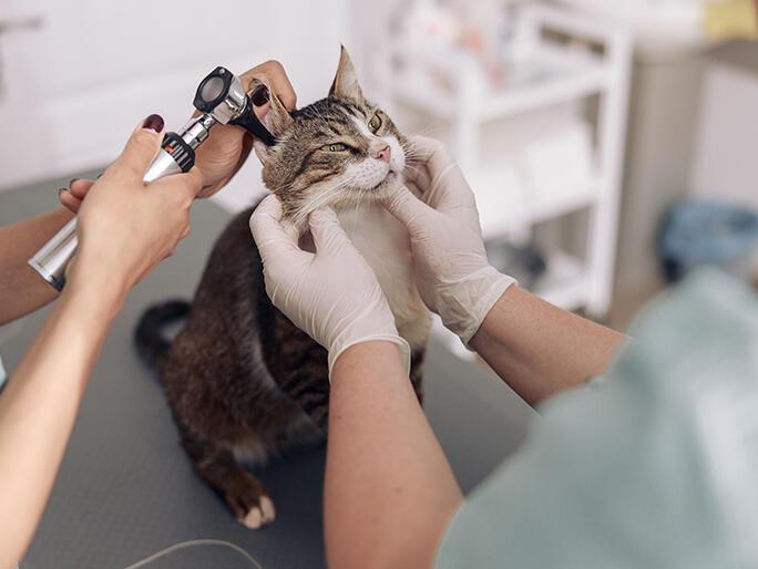 Banfield Pet Hospital photo 1