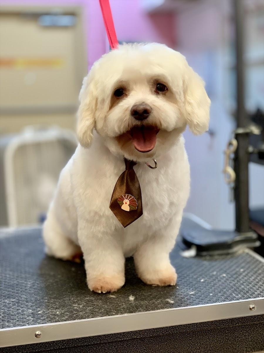 Palms & Paws Grooming