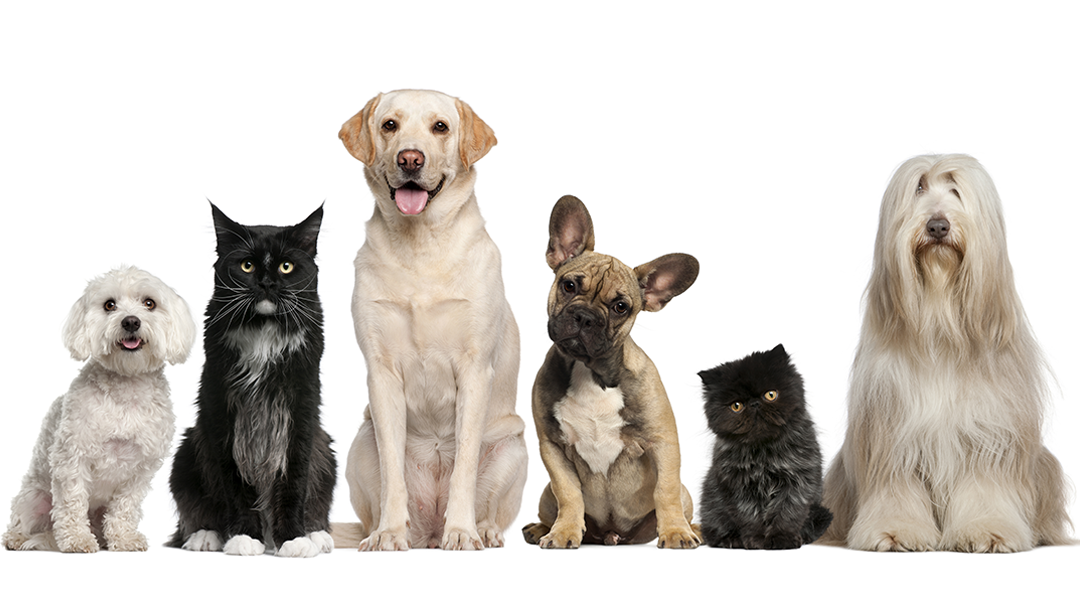 Clear Lake Animal Hospital photo 1