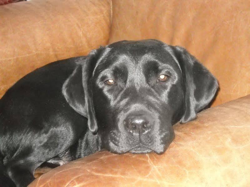 Loving and Care Pet Grooming