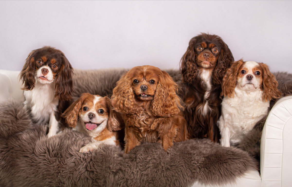 The Snooty Pooch Pet Spa