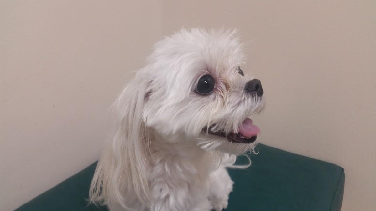 ABCDE Animal Clinic(ALL BIRDS CATS DOGS & EXOTICS) photo 1