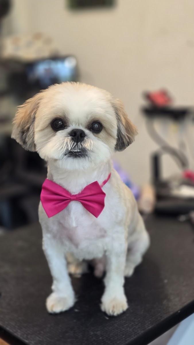 PETOSYCATOS Grooming & spa