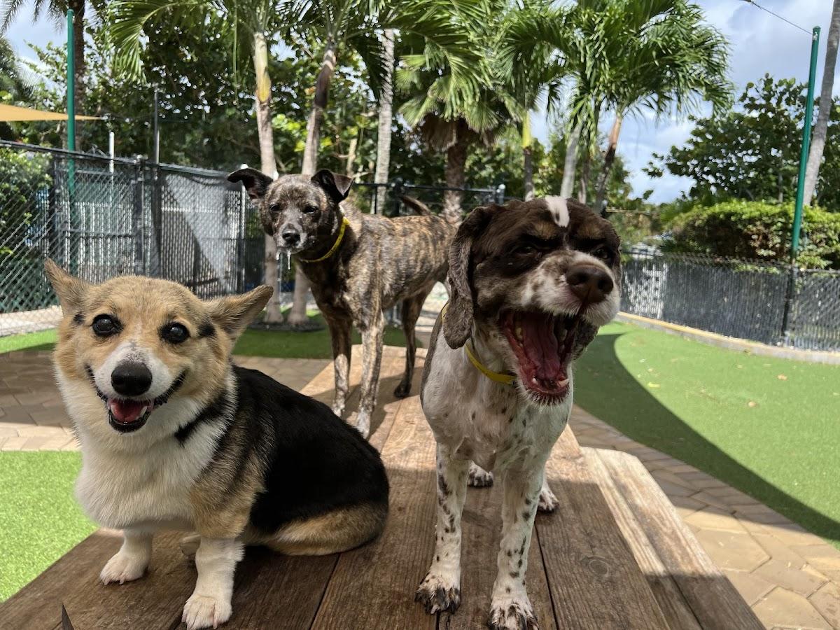 The Barkers Hotel & Purrington Inn Pet Resort & Spa photo 1