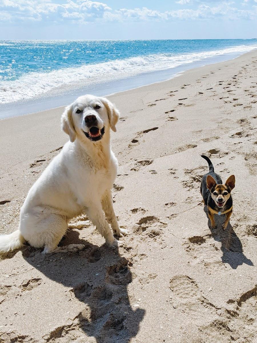 Palm Beach Paw photo 1