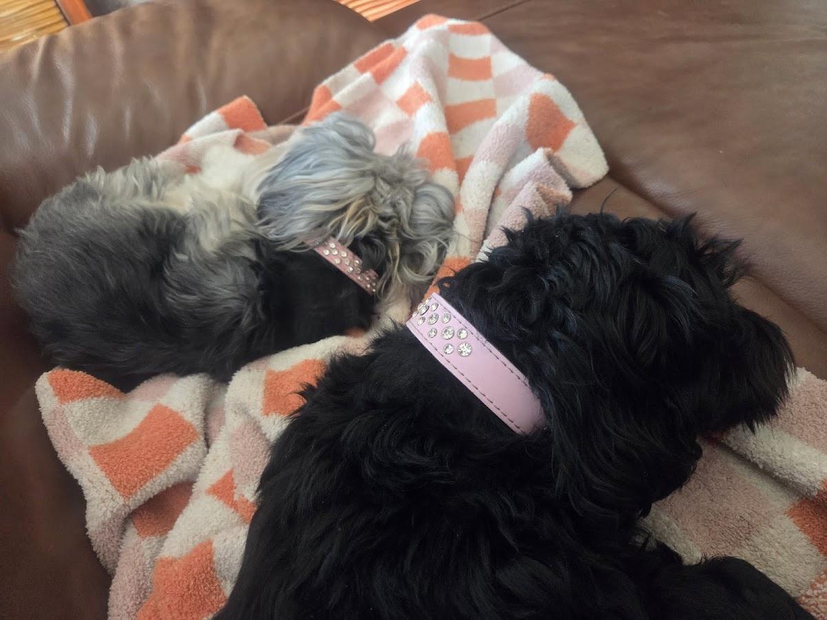 Ash Creek Animal Hospital & Spa photo 1