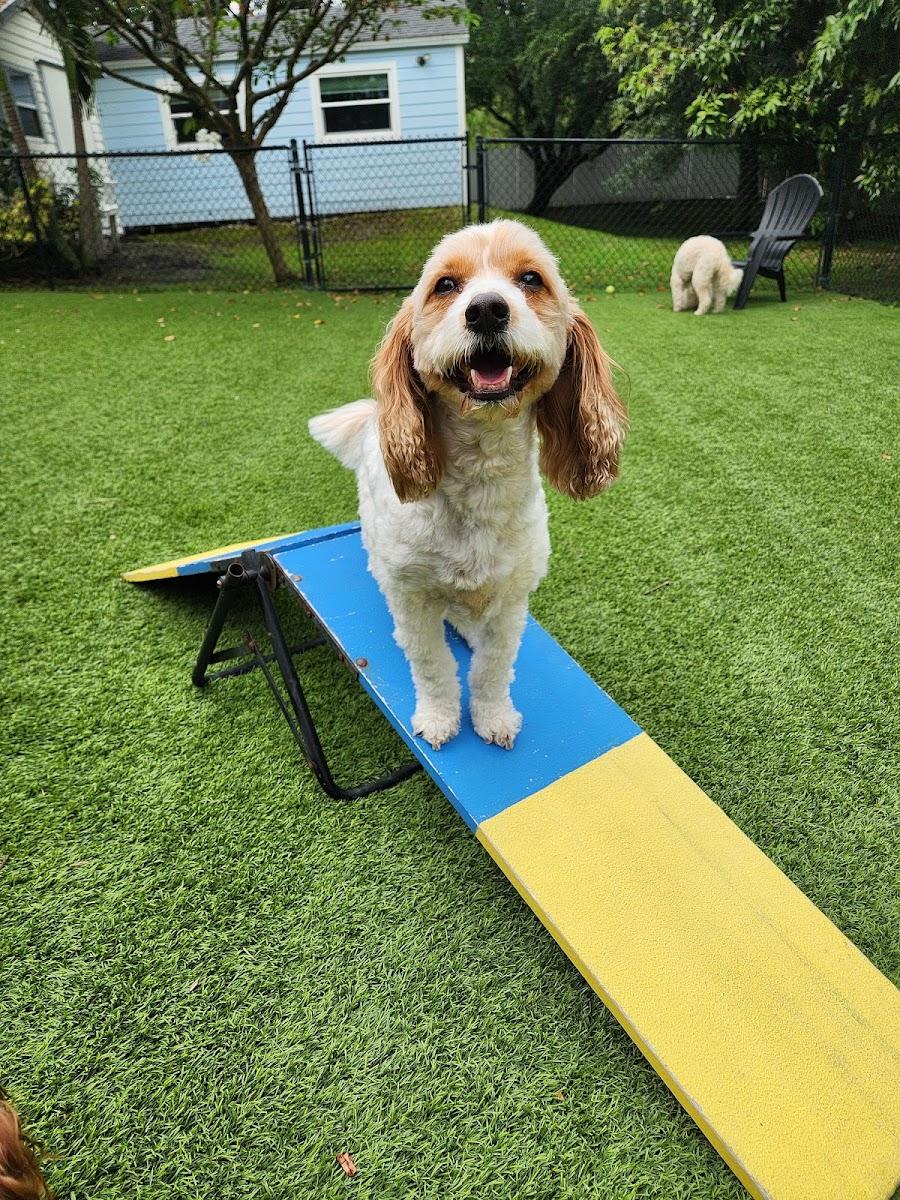 The DogSmith, Dog Training & Pet care photo 1