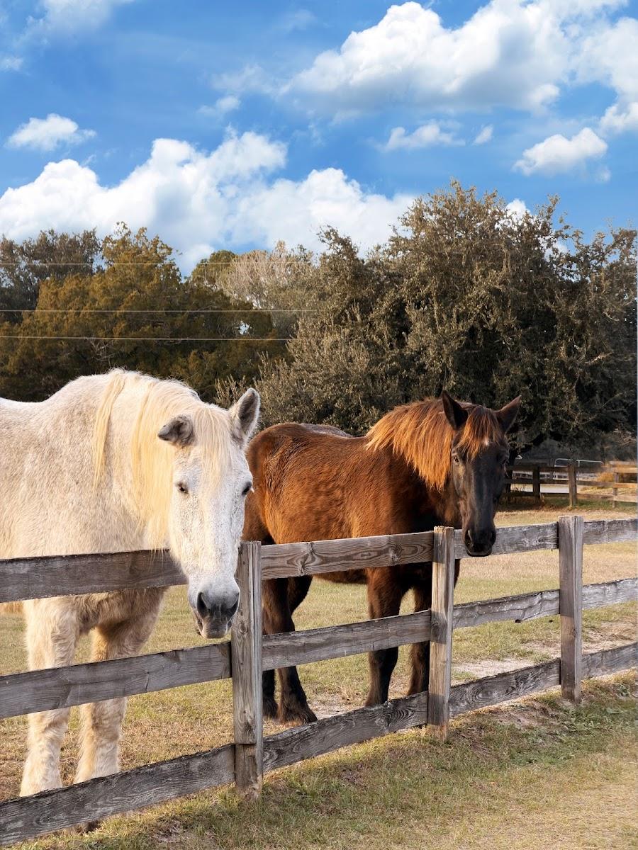 Retirement Home for Horses Inc Alachua Fla