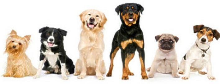 Palm Beach Dog Whisperer photo 1